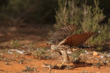 Avcılık Avrasya çakır kuşu