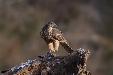 Avcılık Avrasya çakır kuşu