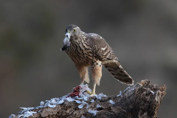 Chasse eurasiatique Autour des palombes — Photo