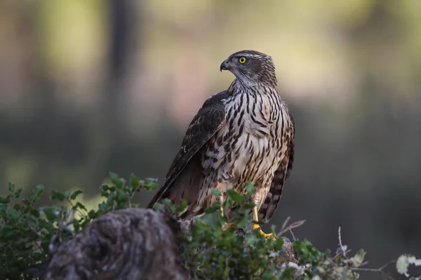 Jakt eurasiska duvhök — Stockfoto