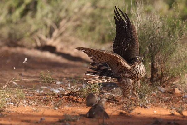 Avcılık Avrasya çakır kuşu