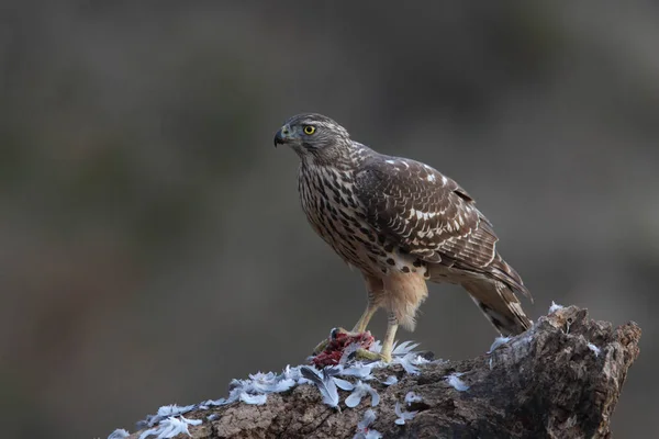 Chasse eurasiatique Autour des palombes — Photo