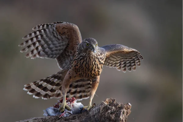 Jagt eurasisk goshawk - Stock-foto