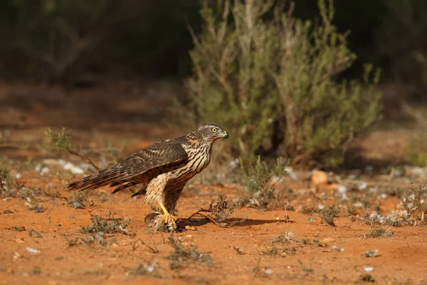 Avcılık Avrasya çakır kuşu