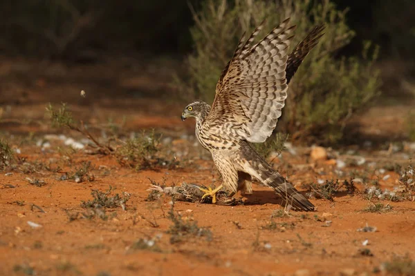 Avcılık Avrasya çakır kuşu