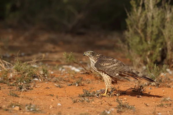 Avcılık Avrasya çakır kuşu