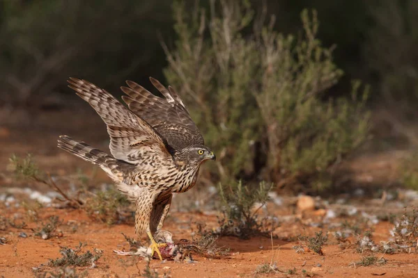 Avcılık Avrasya çakır kuşu