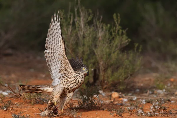 Avcılık Avrasya çakır kuşu