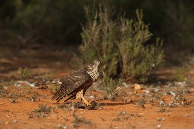 Avcılık Avrasya çakır kuşu