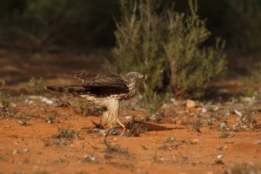Avcılık Avrasya çakır kuşu