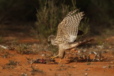 Avcılık Avrasya çakır kuşu