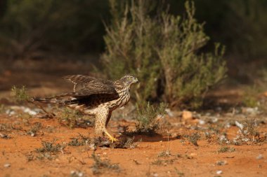 Avcılık Avrasya çakır kuşu