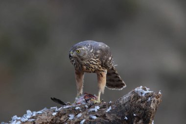Avcılık Avrasya çakır kuşu
