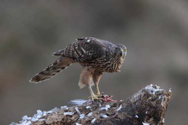 Avcılık Avrasya çakır kuşu