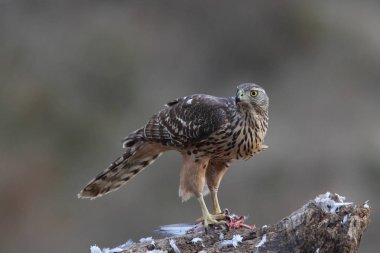 Avcılık Avrasya çakır kuşu