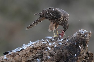 Avcılık Avrasya çakır kuşu
