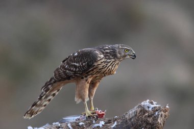 Avcılık Avrasya çakır kuşu