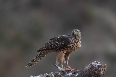 Avcılık Avrasya çakır kuşu