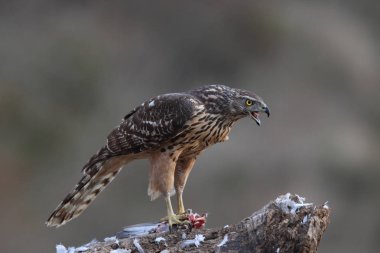 Avcılık Avrasya çakır kuşu