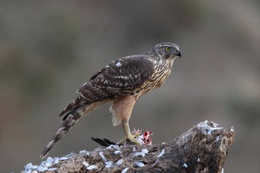 Avcılık Avrasya çakır kuşu