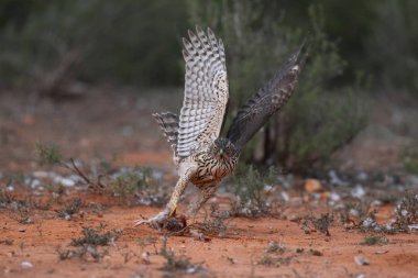 Avcılık Avrasya çakır kuşu