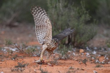 Avcılık Avrasya çakır kuşu