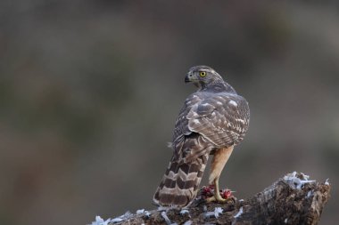 Avcılık Avrasya çakır kuşu