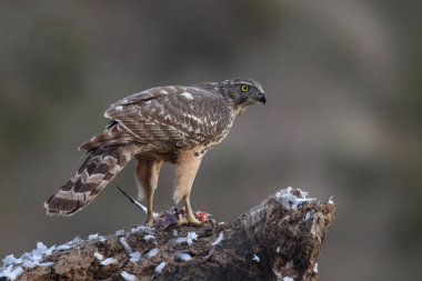 Avcılık Avrasya çakır kuşu