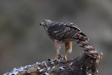 Capercalleie maing ritual