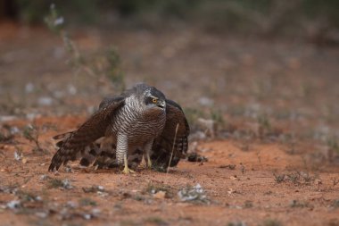 Capercalleie maing ritual