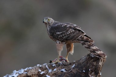 Avcılık Avrasya çakır kuşu