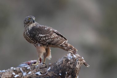 Avcılık Avrasya çakır kuşu