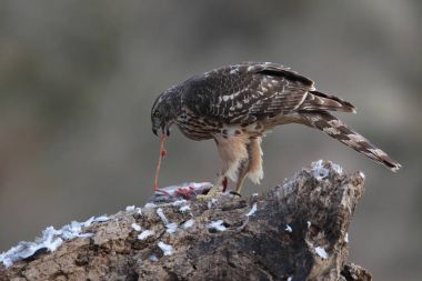 Avcılık Avrasya çakır kuşu