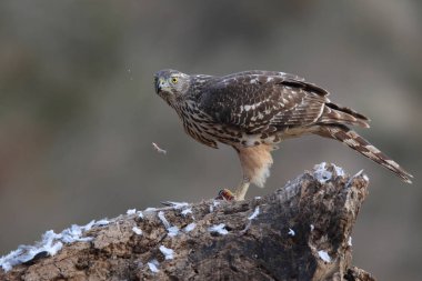 Avcılık Avrasya çakır kuşu