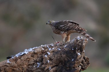Avcılık Avrasya çakır kuşu