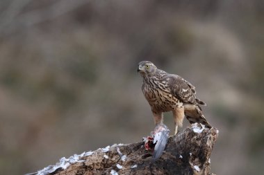 Avcılık Avrasya çakır kuşu