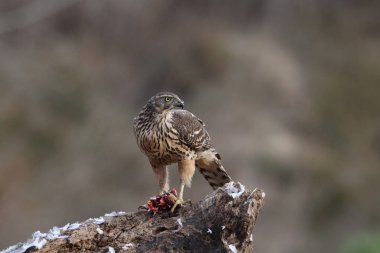 Avcılık Avrasya çakır kuşu