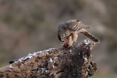 Avcılık Avrasya çakır kuşu