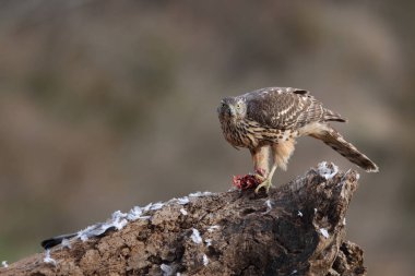 Avcılık Avrasya çakır kuşu