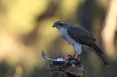 Capercalleie maing ritual