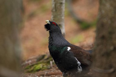 Capercalleie maing ritual