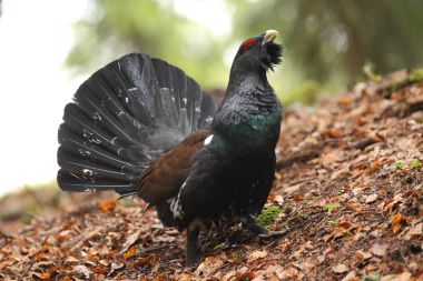 Capercalleie maing ritual