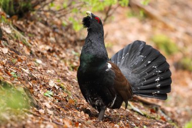 Capercalleie maing ritual