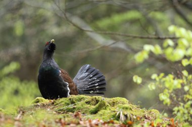 Capercalleie maing ritual
