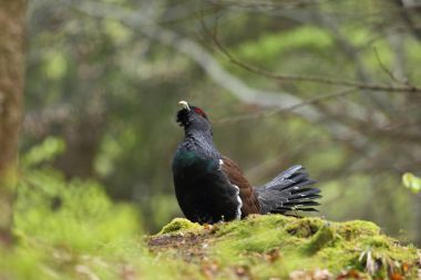 Capercalleie maing ritual