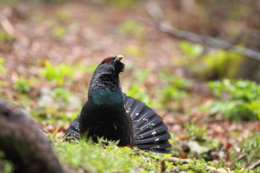 Capercalleie maing ritual