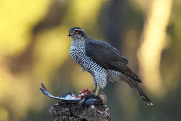 Євразійська goshawk полювання — стокове фото