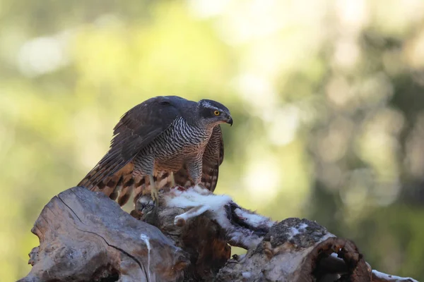 Jagd auf eurasischen Habicht — Stockfoto