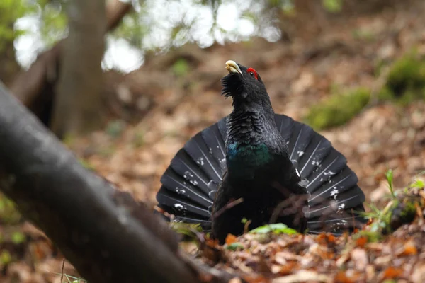 Capercalleie maing ritual — Foto de Stock