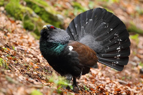 Capercalleie maing ritual — Stockfoto